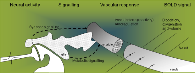 vascular signals